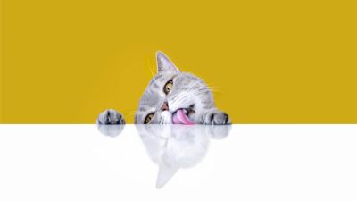 Why Do Cats Lick Tape and Plastic? – Mental Floss