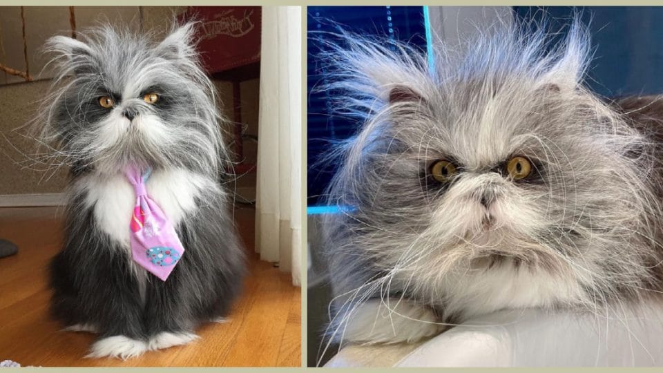This Hairy Cat Has a Disorder That Makes Him Look Like an Adorable Werewolf – Rover