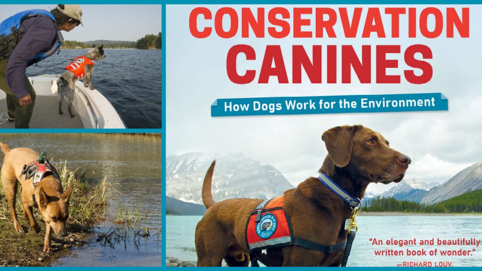 How Former Shelter Dogs Are Trained to Become Environment-Saving “Conservation Canines” – Rover