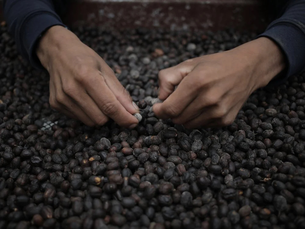 Experience Panama’s Coffee Farming Tradition in the Chiriquí Highlands – Smithsonian