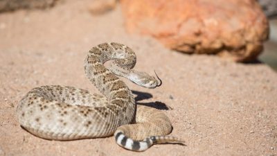Want to Keep Your Dog Safe in Rattlesnake Country? Try Rattlesnake Avoidance Training – Rover