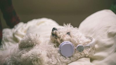 There’s a Classical Music Playlist to Help Ease Your Pet’s Separation Anxiety – Rover
