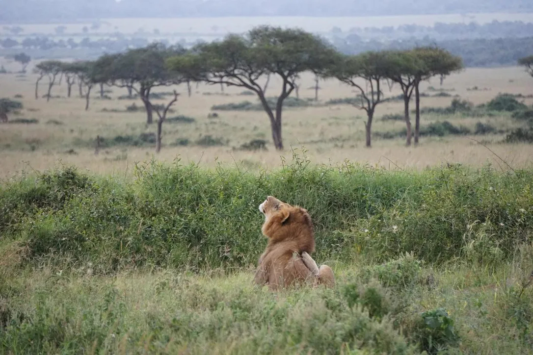 I tracked lions in Tanzania – Toronto Star