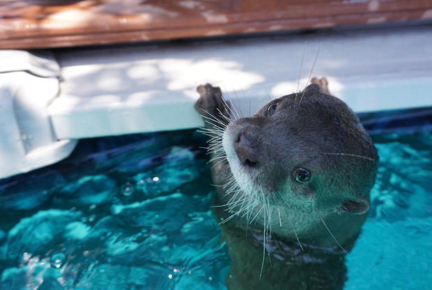 Where Swimming With Otters Brings Peace and Healing to Kids (and Adults) – Mental Floss